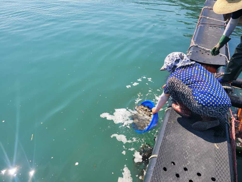 ▲ 지난 7월 29일 화정면 해역에서 실시된 조피볼락 치어 13만 미 긴급 방류 작업 현장 모습 ⓒ여수시
