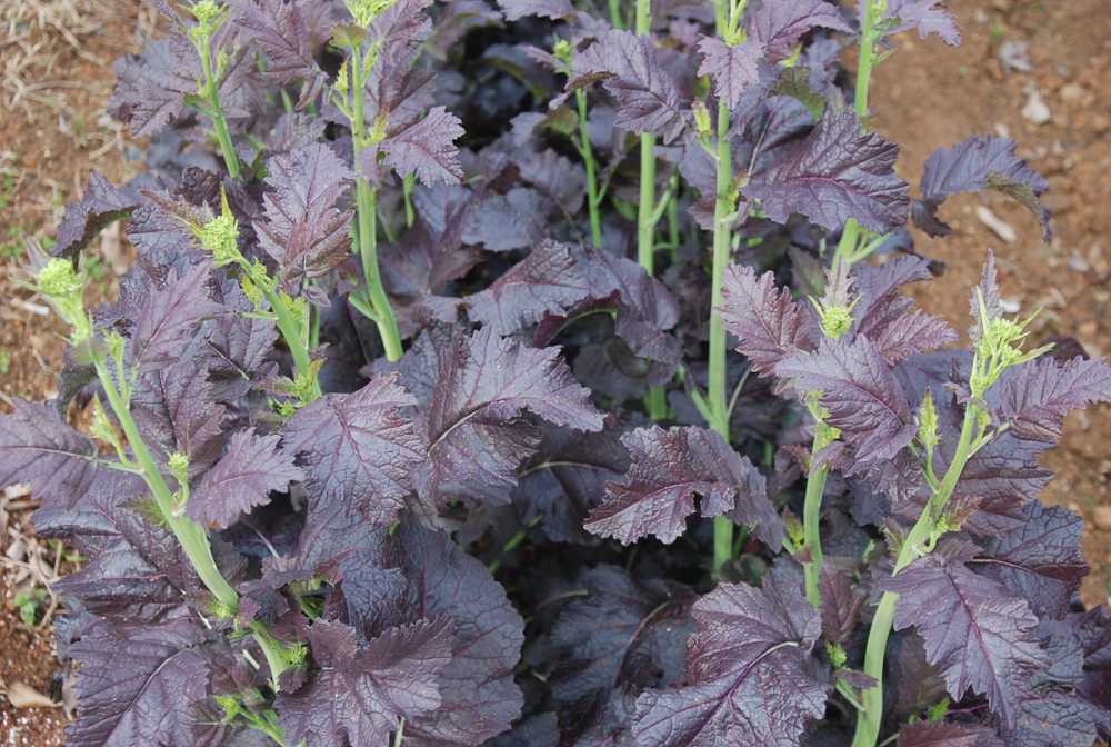 ▲ 돌산 토종홍갓 ⓒ여수시