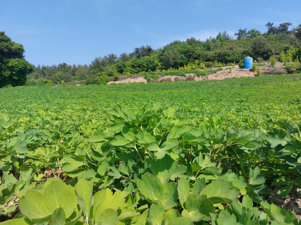 ▲ 남면 방풍 ⓒ여수시