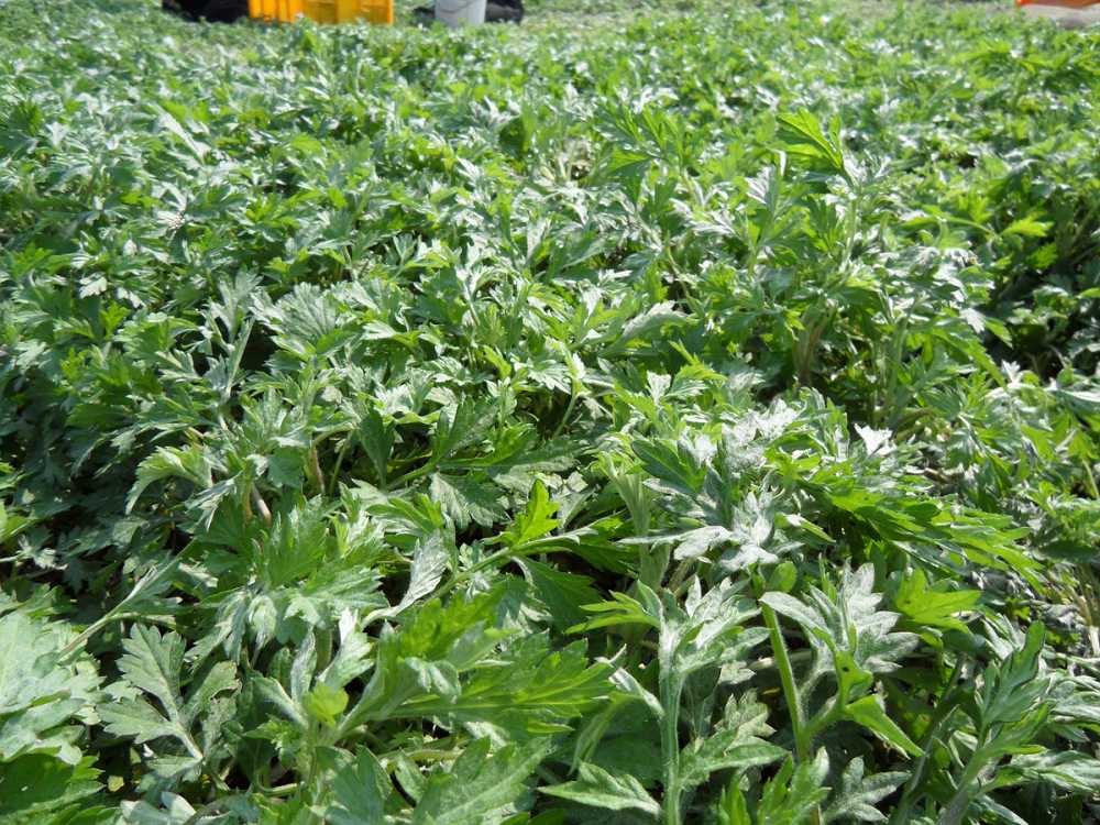 ▲ 거문도 해풍쑥 ⓒ여수시