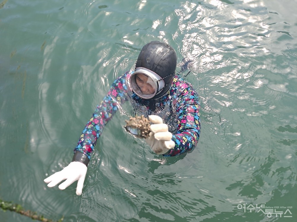 ▲ 해녀 김성희 씨가 바다에서 갓 채취한 뿔소라를 보여준다. ⓒ조찬현