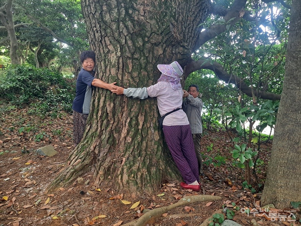 ▲ 횡간도 700년 세월을 견뎌낸 소나무 고목 아래 서니 말로 감히 형언할 수 없는 웅장함이 느껴진다. 네 명의 어르신이 모이고 나서야 한 아름 소나무 둘레를 껴안을 수가 있었다. ⓒ조찬현