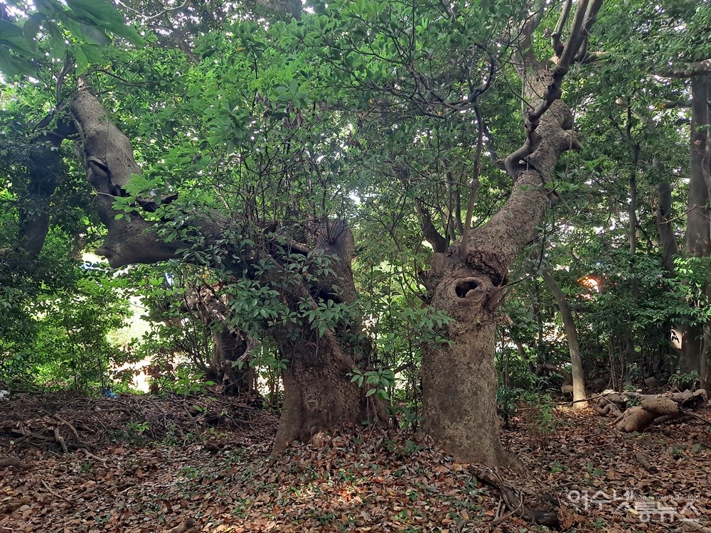 ▲ 여수 횡간도 300년 수령의 후박나무숲이다. ⓒ조찬현