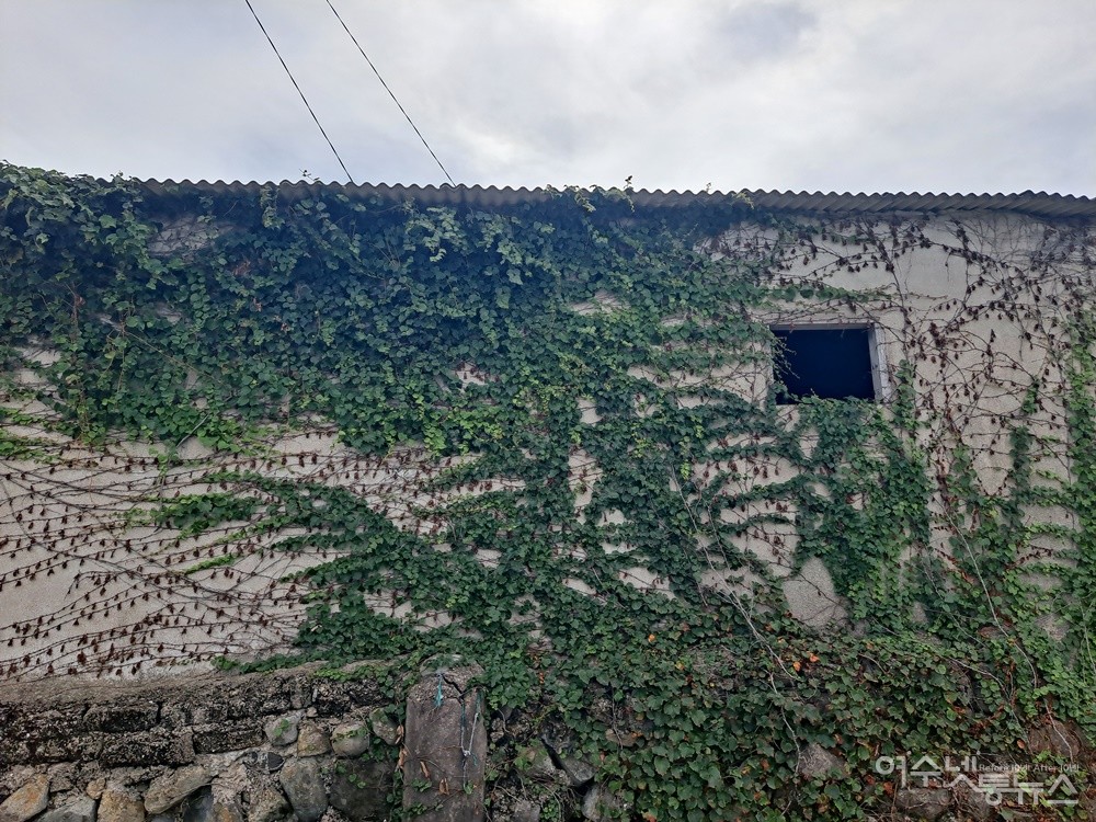 ▲ 여수 남면 횡간도 마을 담쟁이가 있는 풍경이다. ⓒ조찬현