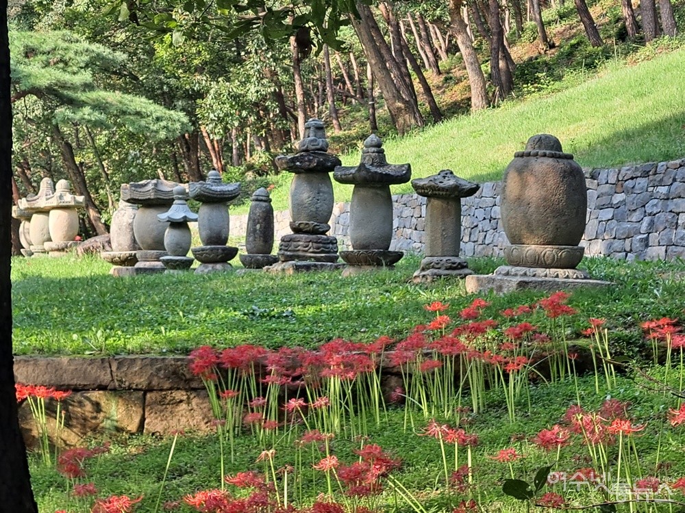 ▲  여수 흥국사 부도탑 부근에도 꽃무릇이 아름답게 피었다.ⓒ조찬현