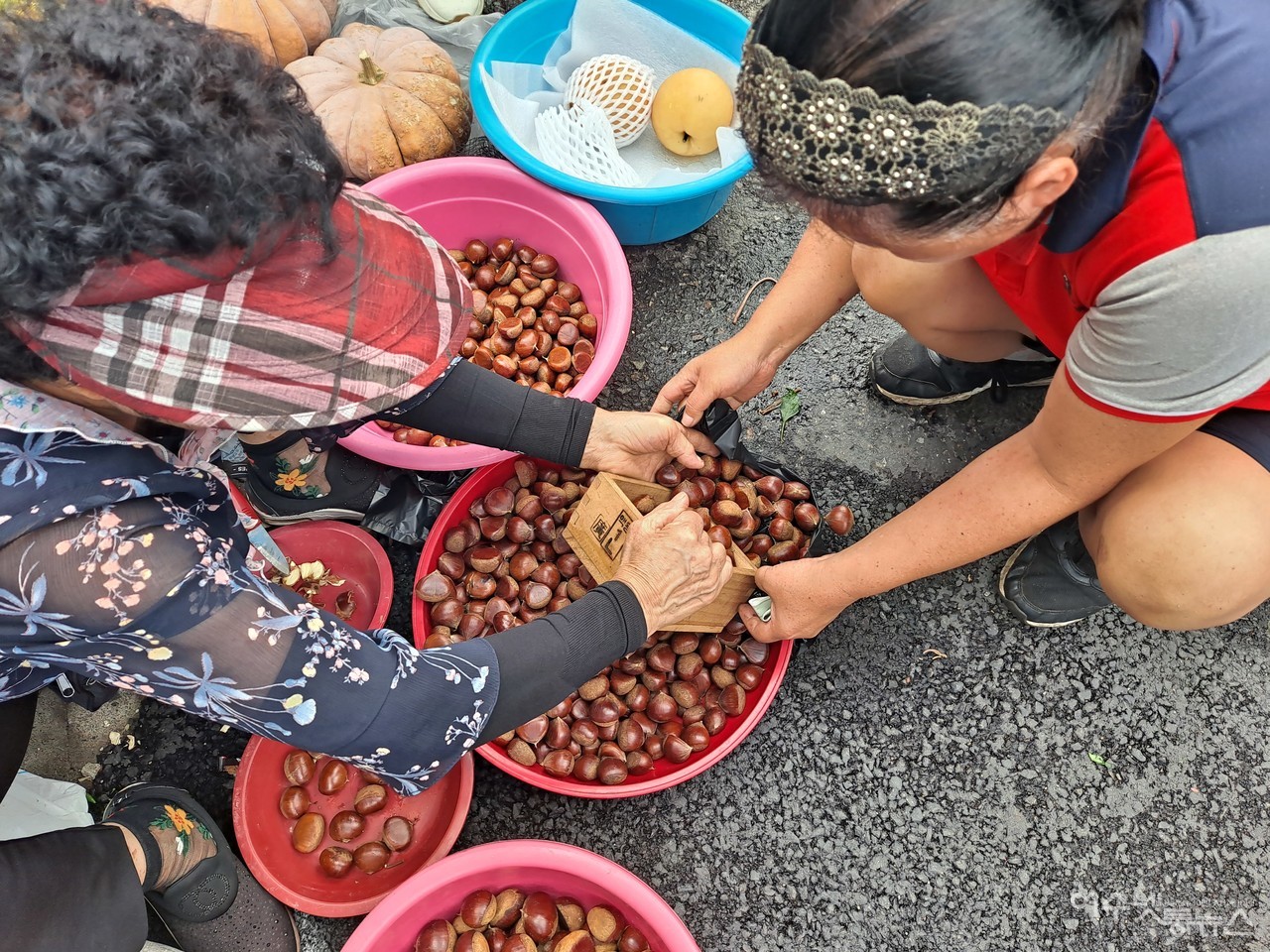 ▲ 알밤 “두 대에 칠천 원이요. 삶아 먹으면 맛있어요”라며 흥정을 이어갔다. ⓒ조찬현