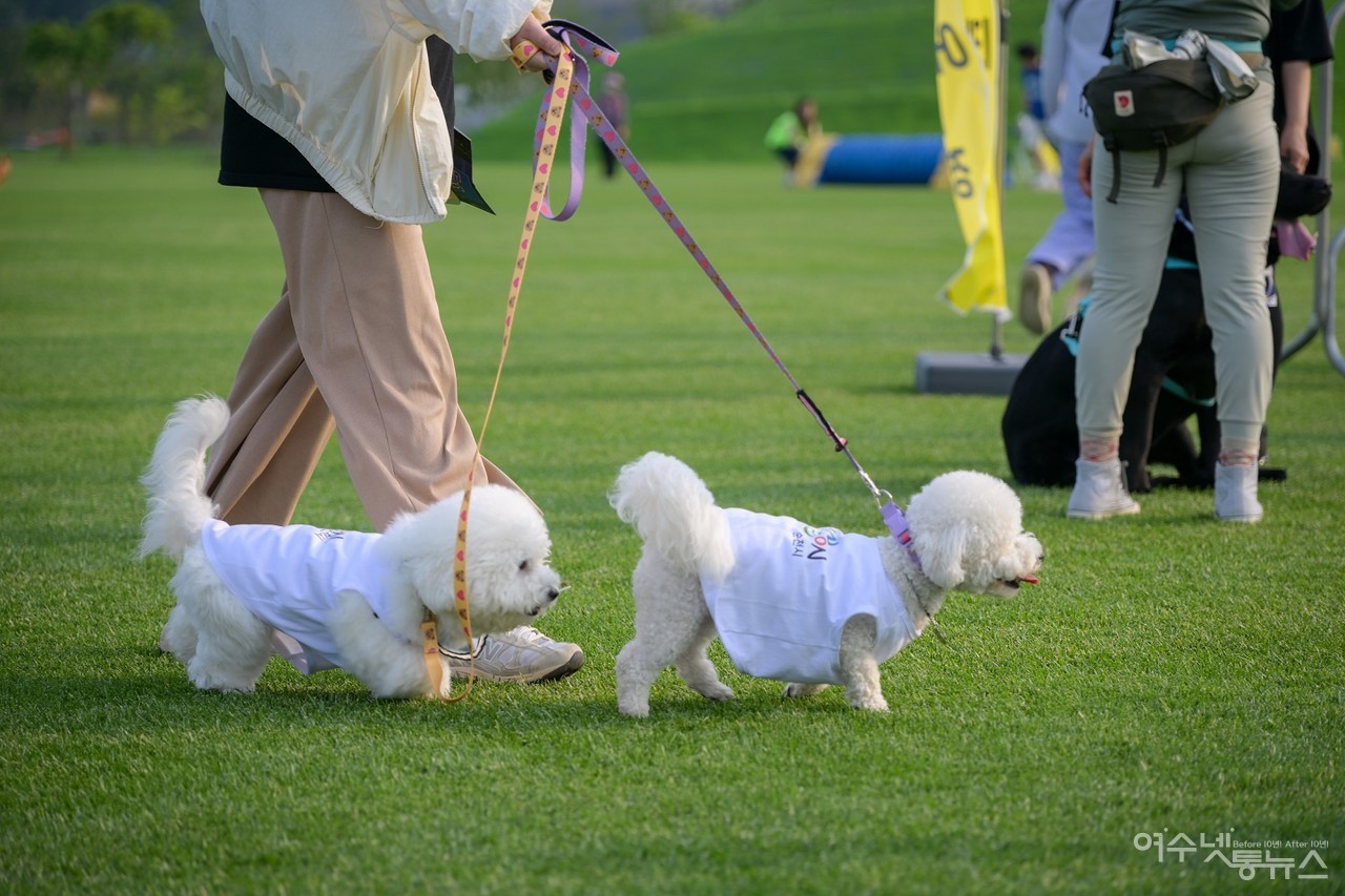 ▲ 오천그린광장 강아지들 ⓒ순천시