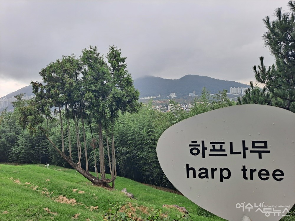 ▲ 장도 사진 명소로 알려진 ‘하프나무’다. ⓒ조찬현