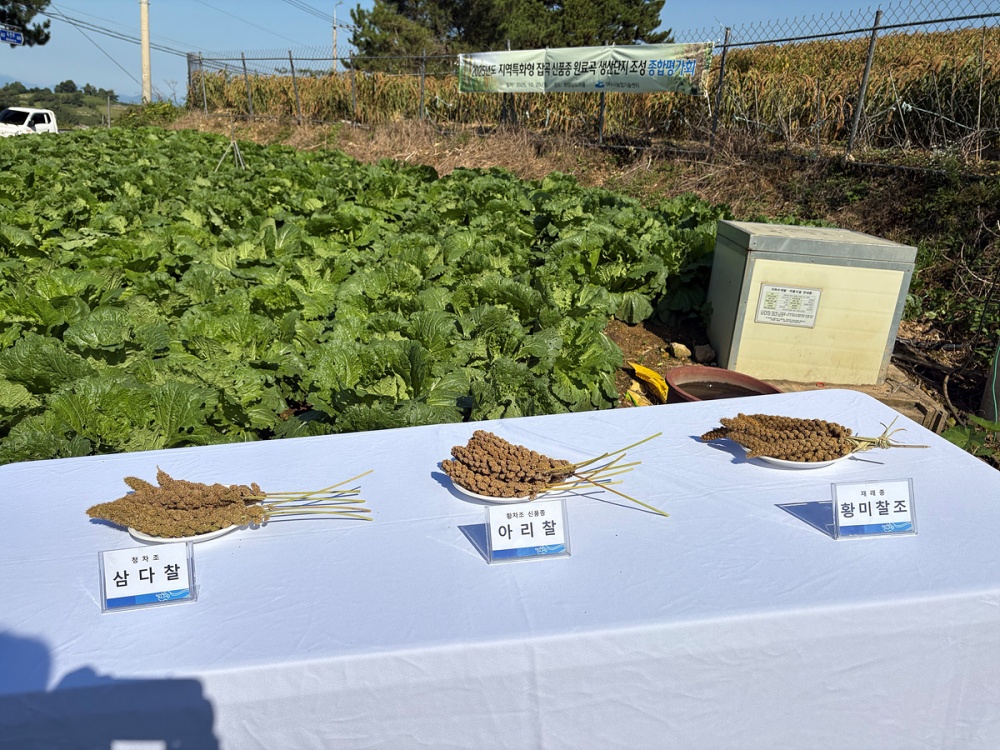 ▲ 지난 20일 화양면 감도마을에서 지역주민과 시범사업 대상자, 관계자 등 50여 명이 참석한 가운데 ‘잡곡 조 신품종 아리찰 생산단지 조성 결과평가회’를 가졌다. ⓒ여수시