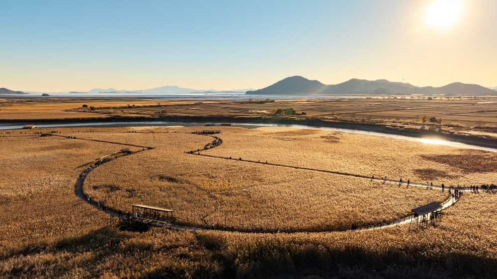 ▲순천만갈대숲 ⓒ순천시