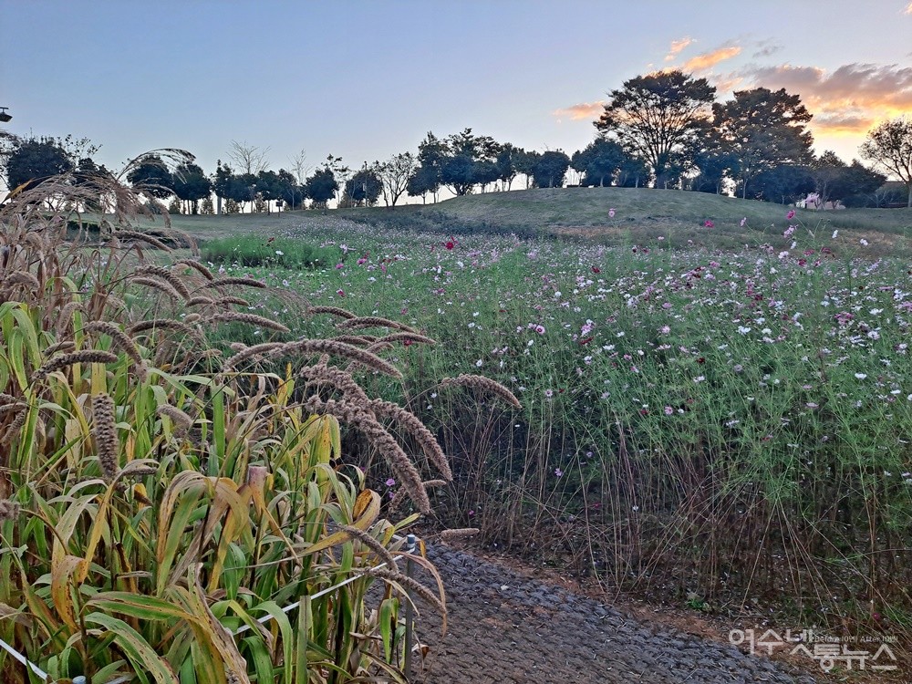 ▲ 여수 선사유적공원 내 도시텃밭정원의 조가 여물고 코스모스가 피어 있는 풍경이다.ⓒ조찬현