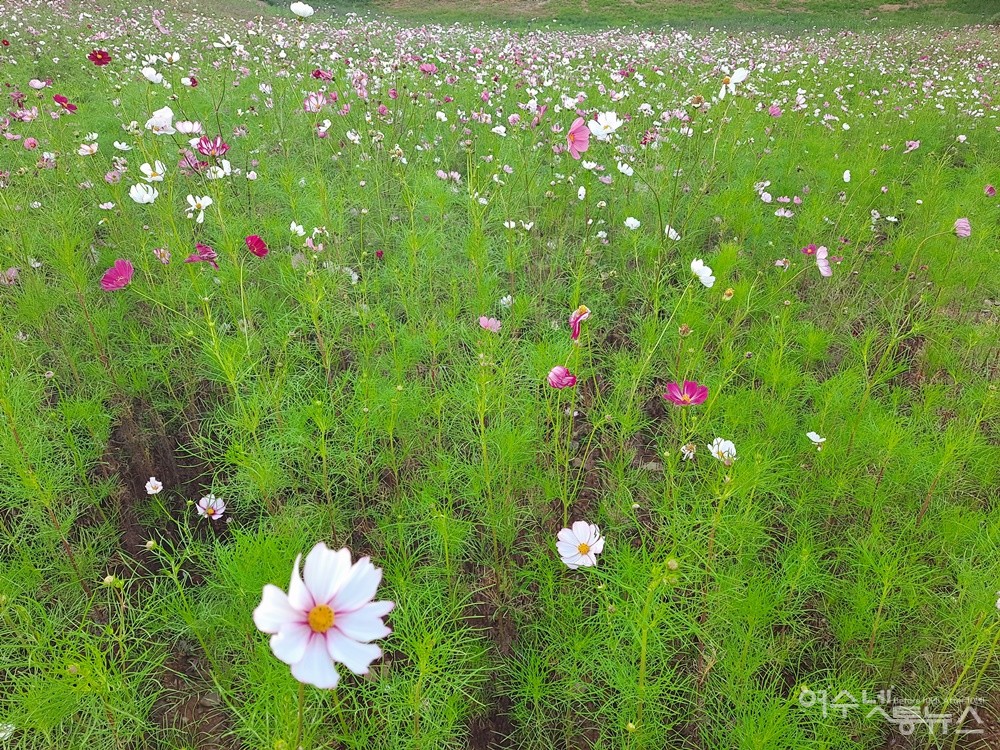 ▲ 형형색색의 코스모스는 가을바람에 흔들리며 방문객들의 발길을 붙든다. ⓒ조찬현