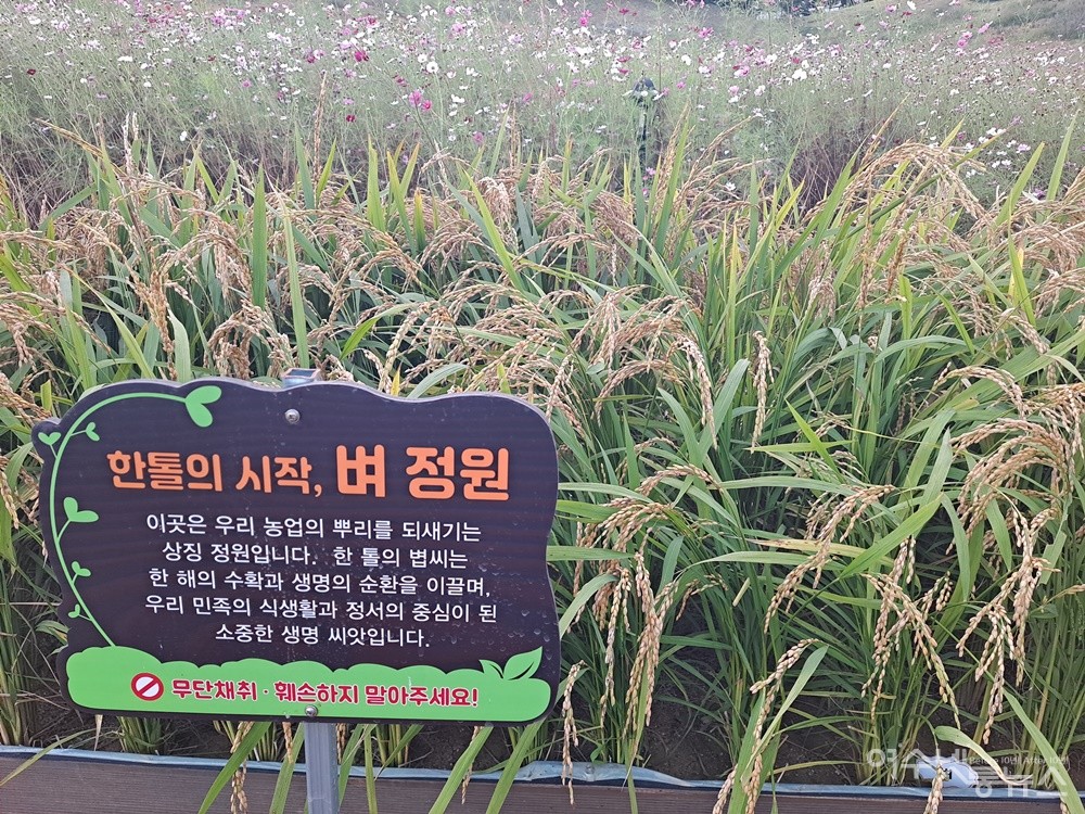 ▲ ‘벼 정원’에는 누렇게 익은 벼 이삭이 고개를 숙여 한 해의 풍요로움을 전한다. ⓒ조찬현