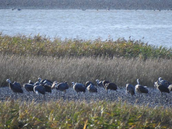▲ 지난 22일 흑두루미 73마리가 순천만 갯벌에서 휴식을 취하고있다. ⓒ순천시