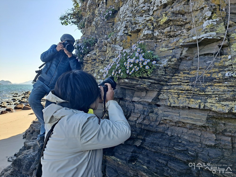 ▲ 사진작가들이 사도 해변에서 해국을 카메라에 담고 있다. ⓒ조찬현