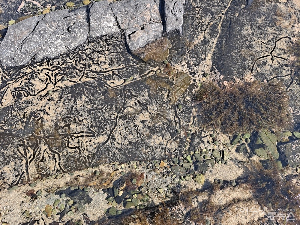 ▲ 바닷가 갯고둥이 그린 작품이다. 볼수록 신비롭고 아름답다. ⓒ조찬현