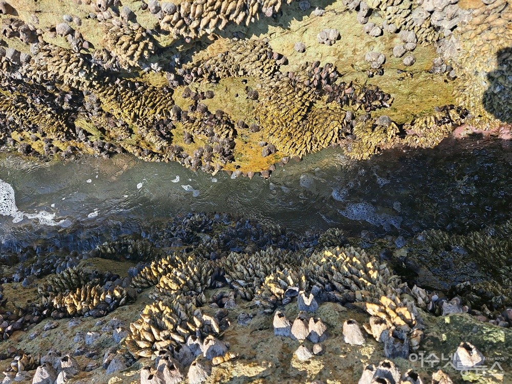 ▲ 갯바위에는 거북손과 따개비가 다닥다닥 붙어있다. ⓒ조찬현