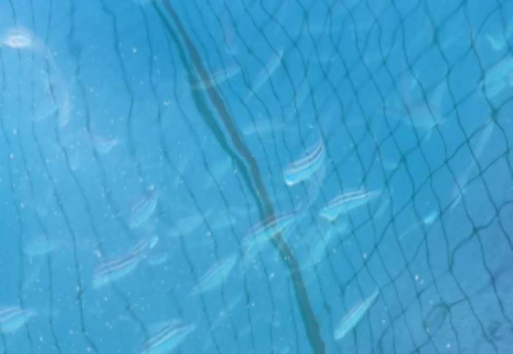 ▲ 벤자리 시험양식 해상가두리(삼산면 거문도) ⓒ여수시