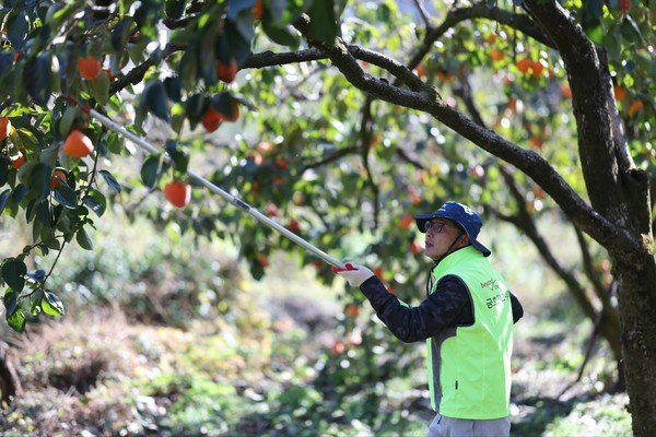 ▲금호미쓰이화학 임직원  감따는 장대로 대봉감을 따고 있다 ⓒ쌍봉종합사회복지관