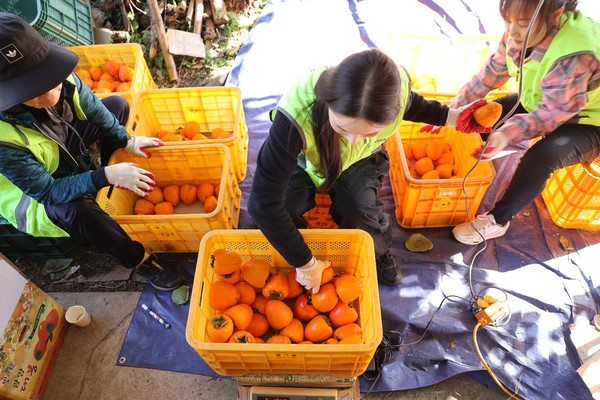 ▲금호미쓰이화학 임직원들이 대봉감 수확 후 선별 작업을 하고 있다 ⓒ쌍봉종합사회복지관