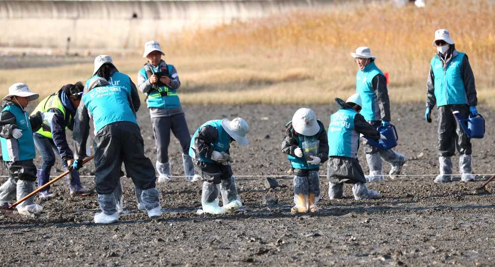 ▲ GS칼텍스 해양생태계 복원 봉사활동 모습  ⓒGS칼텍스