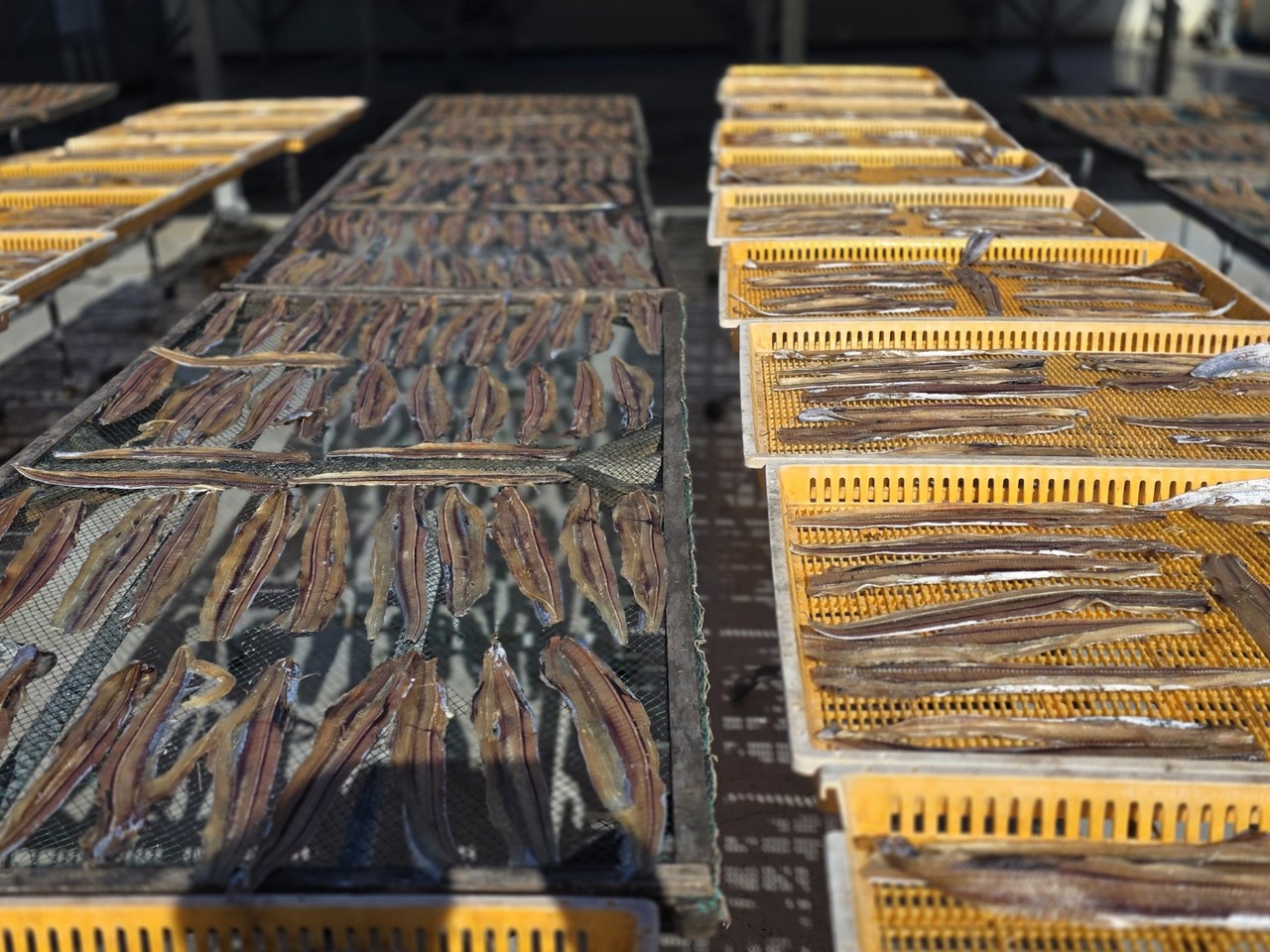 ▲ 젓갈나라 하정푸드에서 반찬용 생선을 건조하고 있다  ⓒ심명남