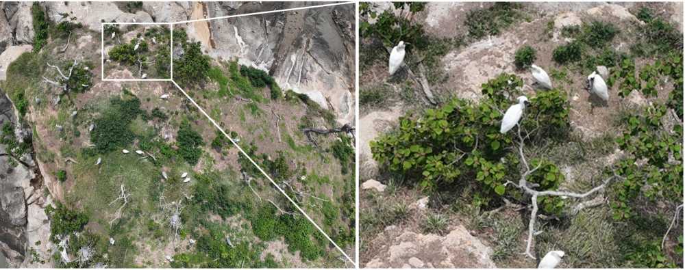 ▲ 지난 6월초 순천시 별량면 무인도서에서 관찰된 저어새 번식지 ⓒ순천시