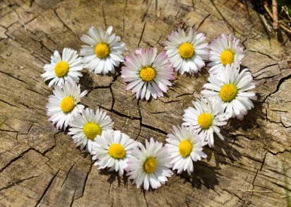 ▲ ⓒ출처: PIxabay