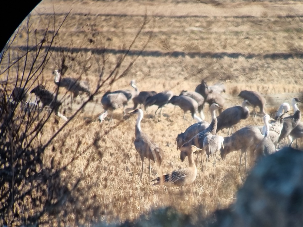 ▲ 와온마을 앞 흑두루미망원경 렌즈에 대고 휴대폰으로 찍었다. ⓒ 김경희