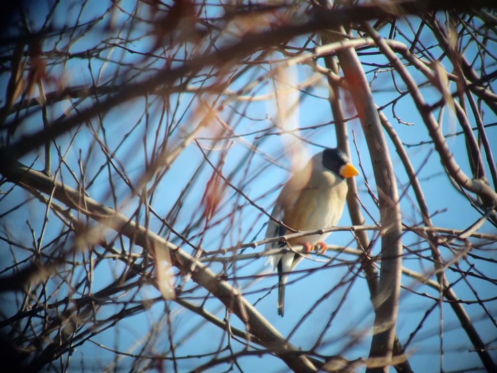 ▲ 밀화부리망원경 렌즈로 순간 포착, 밀화부리 부리가 너무 예쁘다 ⓒ김경희