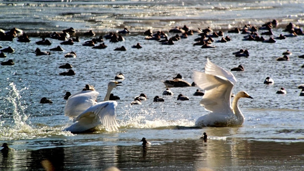 ▲ 가사리 생태공원 큰 고니날갯짓을 찍기 위해 망원경 렌즈에 대고 한참을 기다렸다. ⓒ 김경희