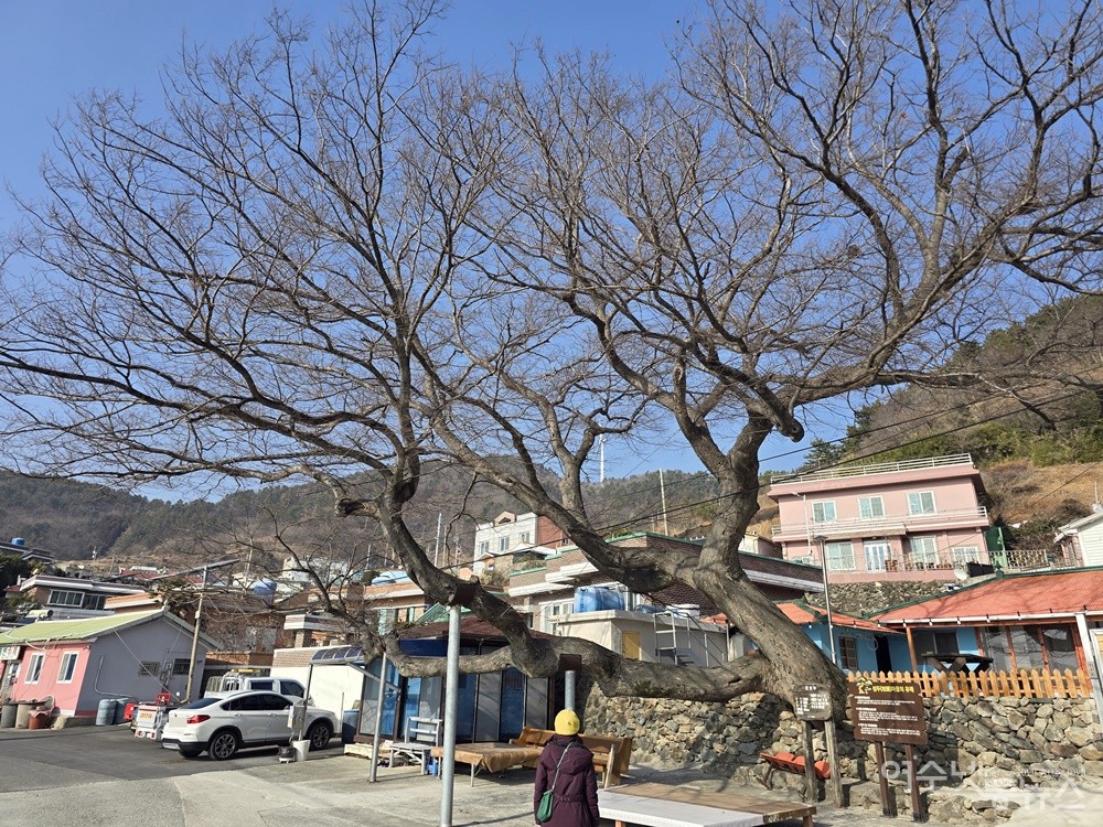 ▲ 여수 돌산 성두마을 400년 된 느티나무 보호수다. ⓒ조찬현