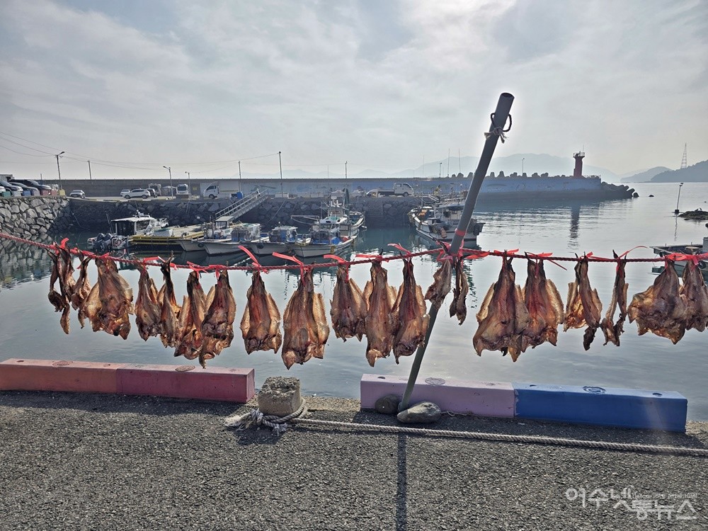 ▲ 성두마을 바다 갯가에는 물메기가 겨울 햇살에 말라가고 있다. ⓒ조찬현