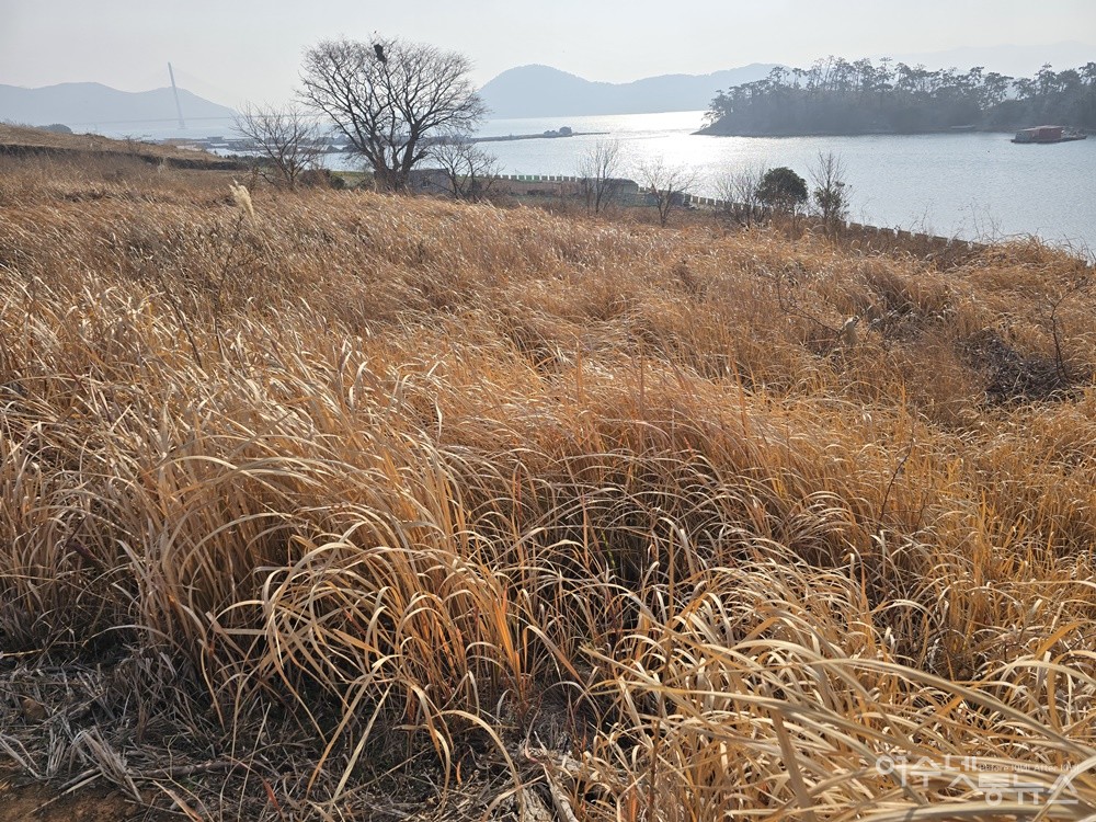 ▲ 여수시 돌산읍 군내리 송도 들녘 풍경이다. ⓒ조찬현