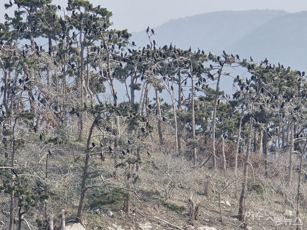 ▲ 여수시 돌산읍 군내리 송도 앞의 섬 장구도다. 소나무에는 가마우지 떼가 주렁주렁하다. ⓒ조찬현