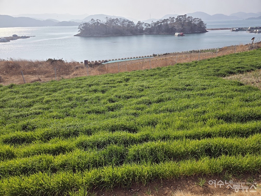 ▲ 여수시 돌산읍 군내리 송도 보리밭 풍경이다. ⓒ조찬현