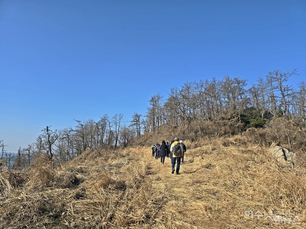 ▲ 여수 금죽도, 재선충병에 전멸한 소나무 군락지다. ⓒ조찬현