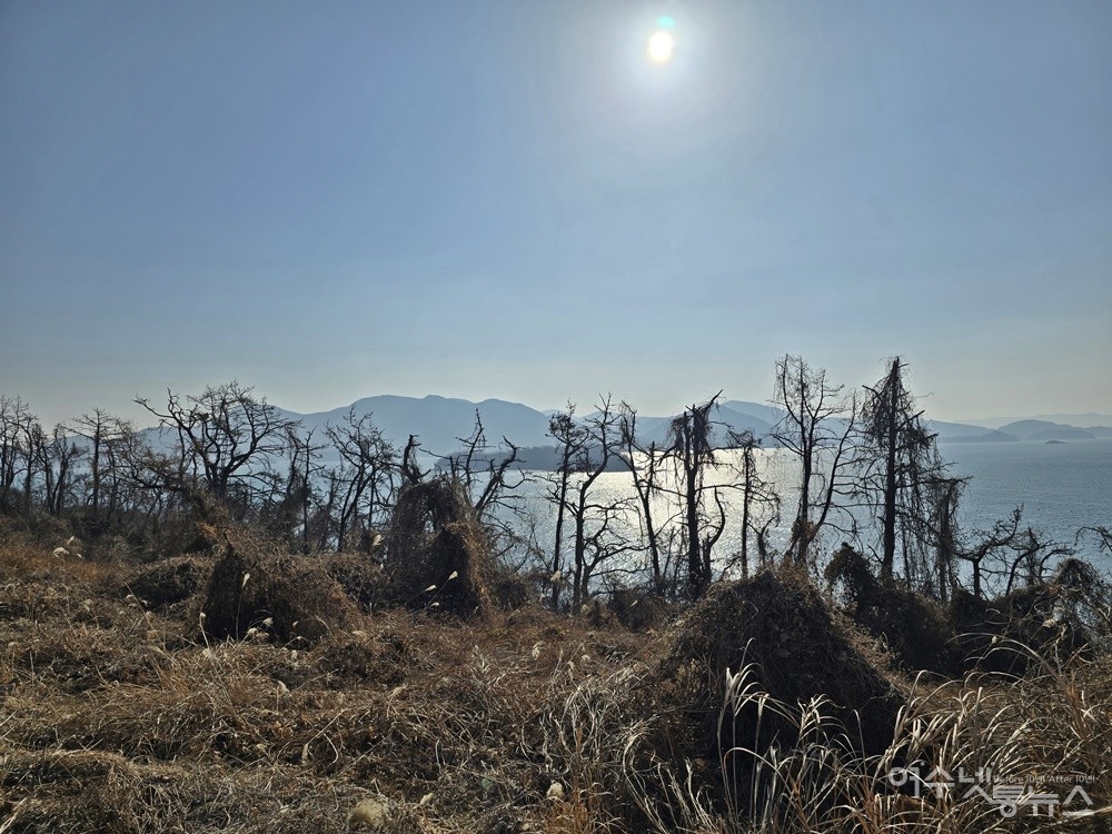 ▲ 여수 금죽도, 재선충병에 전멸한 소나무다. ⓒ조찬현