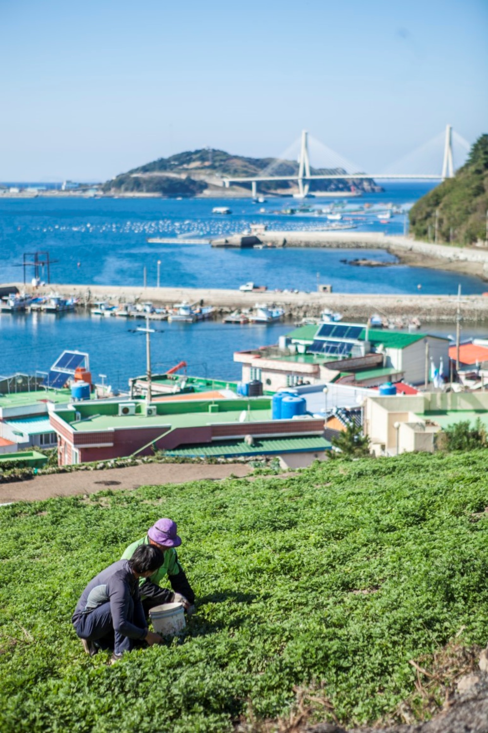▲ 따스한 해풍을 머금은 생쑥 수확 ⓒ여수시