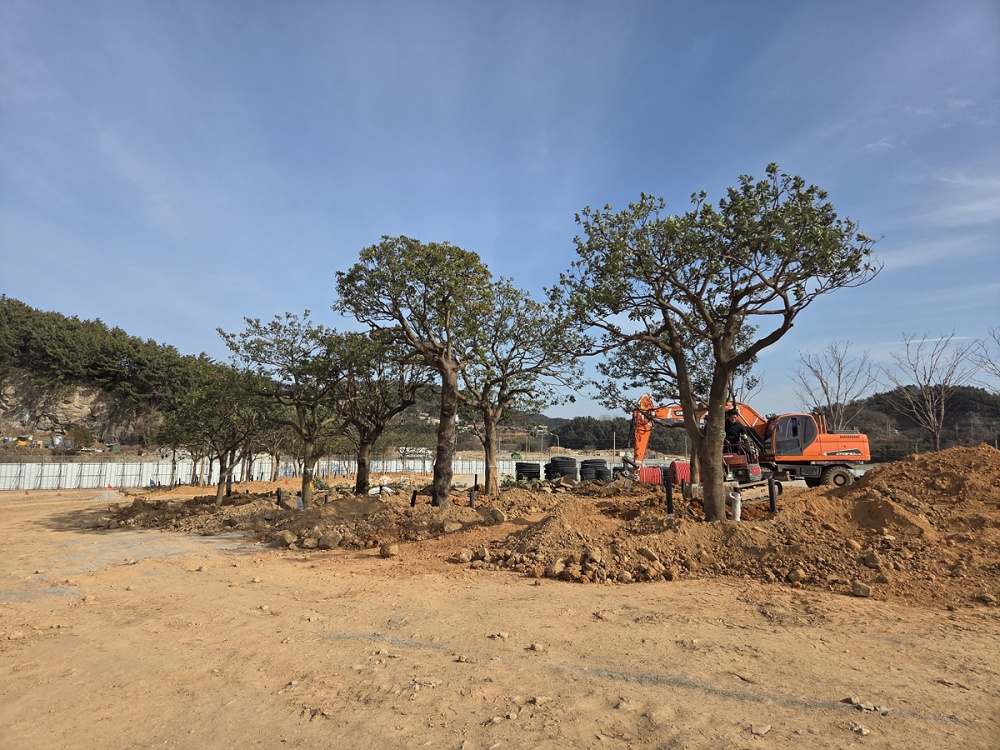 ▲ 박람회장 내 이식된 대형수목 공사 현장 ⓒ여수시