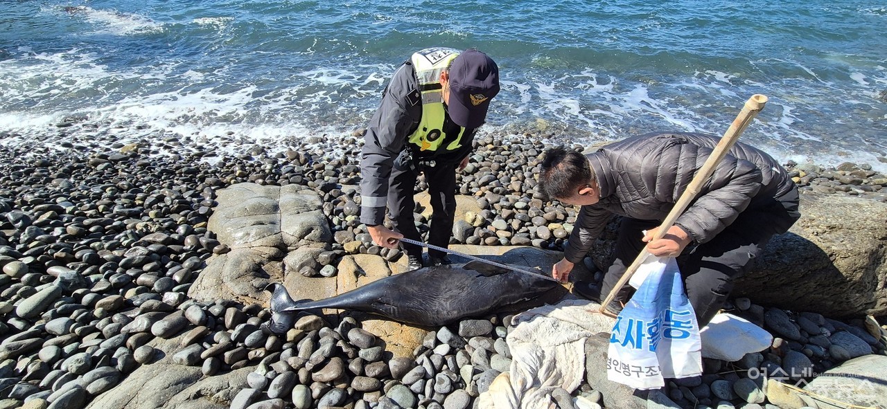 ▲ 여수 금오도에서 사체로 발견된 토종 고래 상괭이 ⓒ박근호