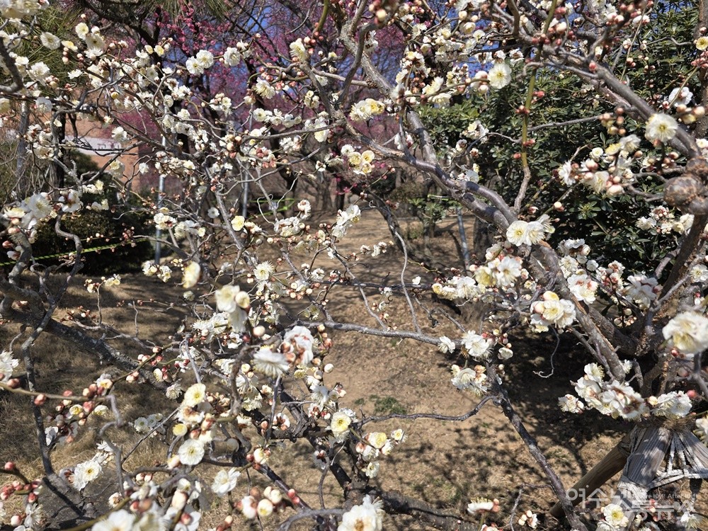 ▲ 순천시 왕지동 순천복음교회 정원에 피어난 백매 ⓒ조찬현