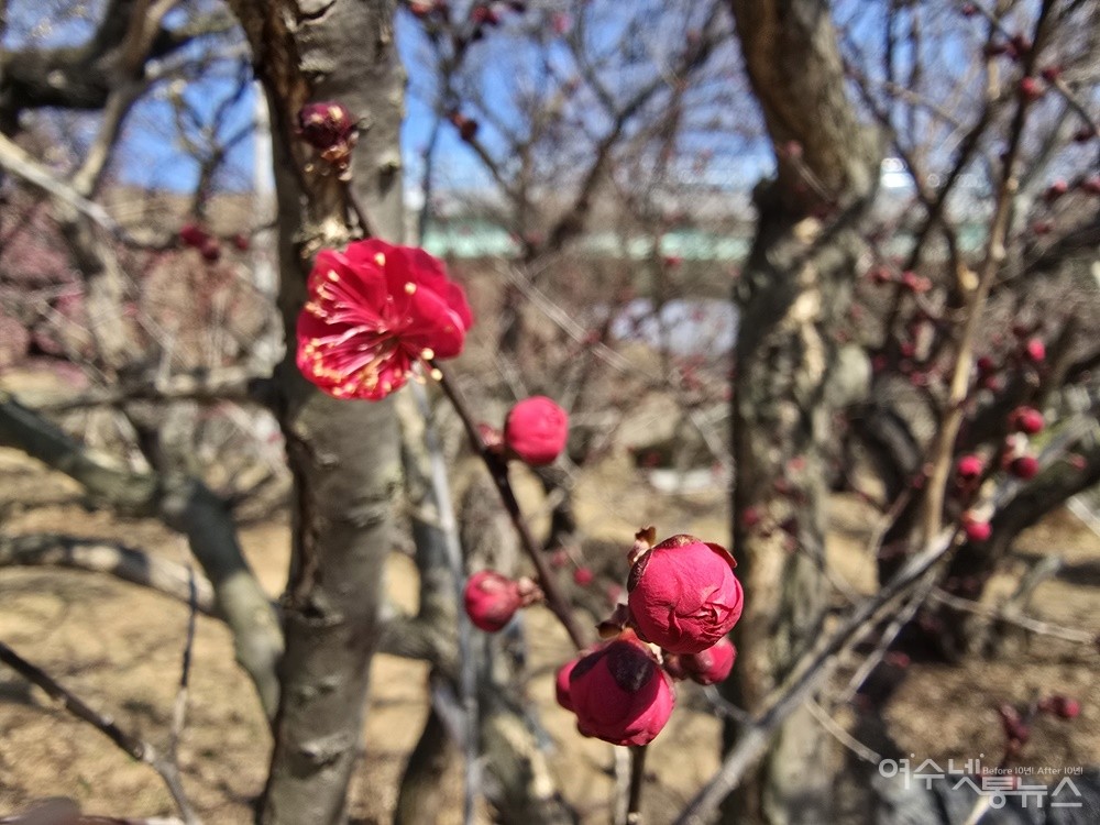 ▲ 순천시 왕지동 순천복음교회 정원에 피어난 홍매  ⓒ조찬현