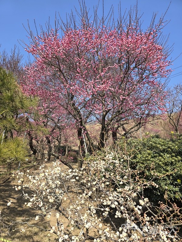 ▲  순천시 왕지동 순천복음교회 정원에 피어난 홍매와 백매 ⓒ조찬현