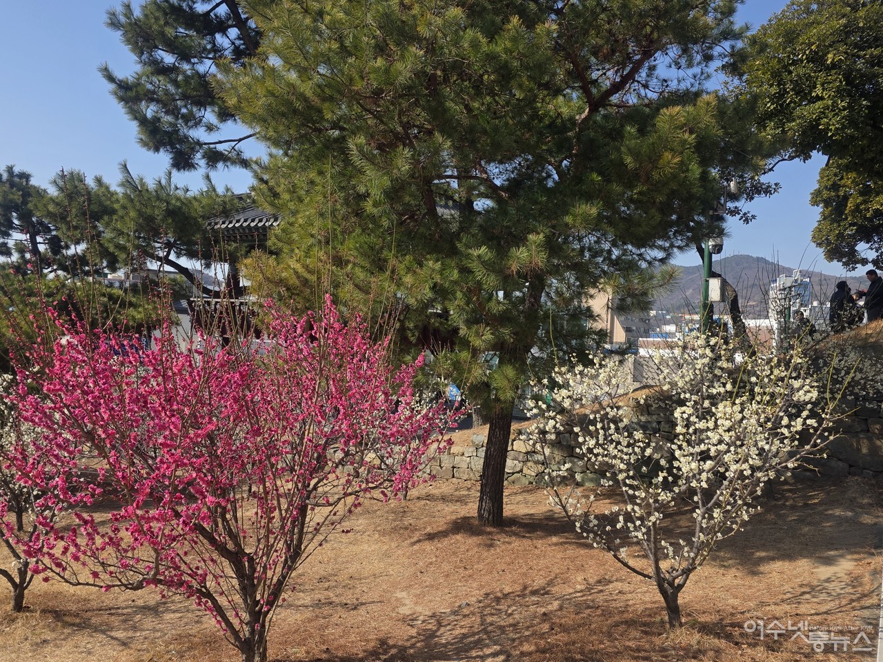 ▲ 진남관 앞에 활짝핀 홍매화 ⓒ심명남