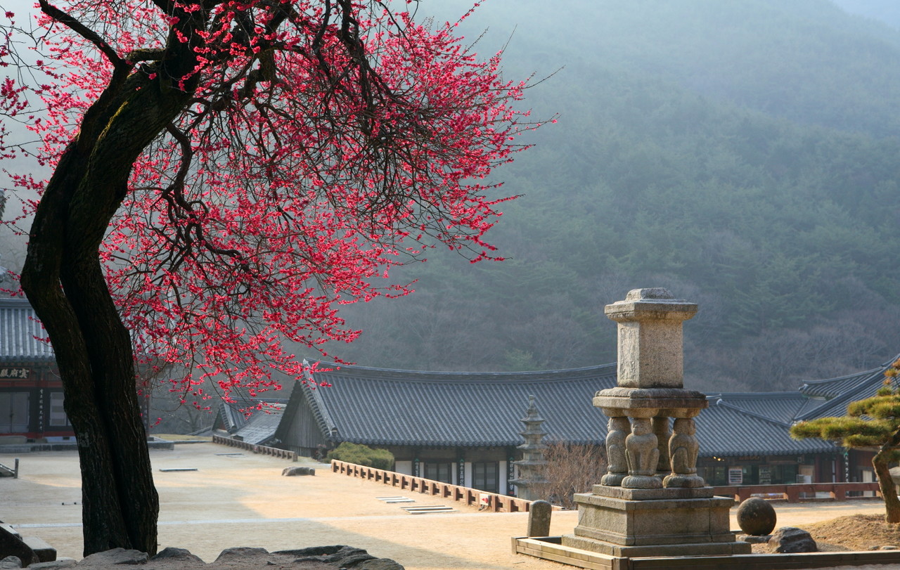 ▲ 남도한바퀴－구례 화엄사 홍매화 ⓒ전라남도