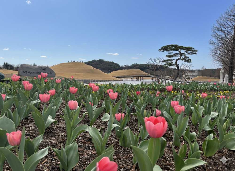 ▲ 순천만국가정원 튤립 ⓒ순천시