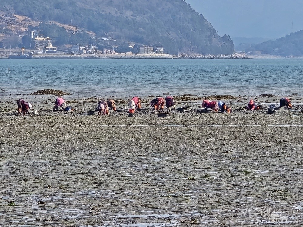 ▲ 여수시 화양면 장수리 자매마을 앞바다 우럭조개잡이 ⓒ조찬현