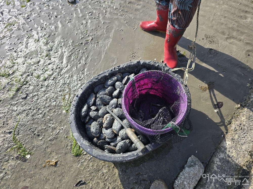 ▲ 여수시 화양면 장수리 자매마을 앞바다에서 채취한 우럭조개 ⓒ조찬현