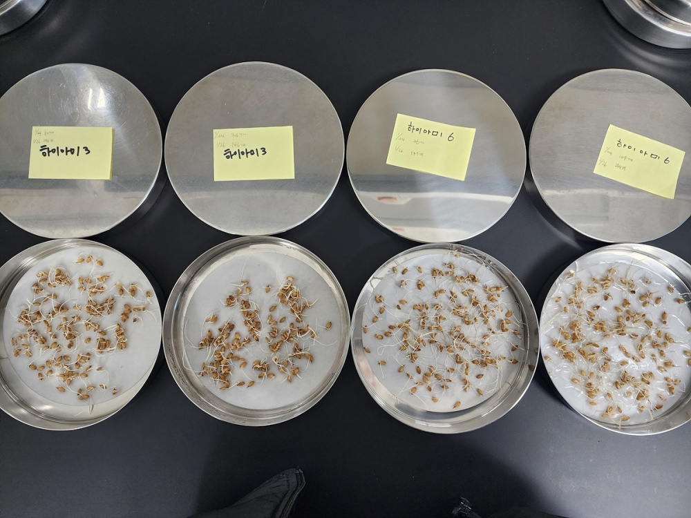 ▲자가채종 종자 발아력 검사 사진 ⓒ여수시